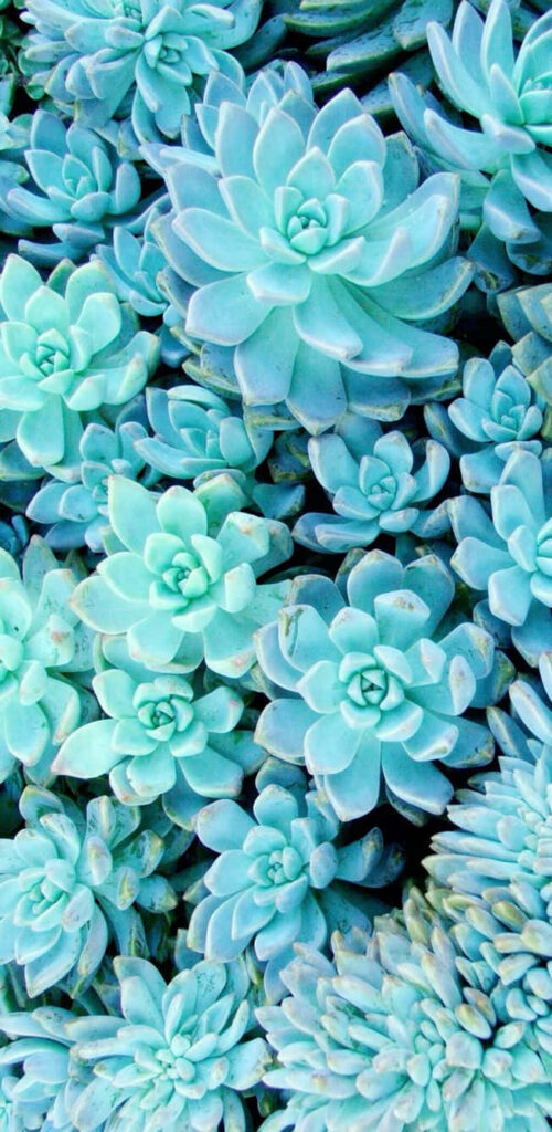 Light Green Succulent Wallpaper for a Nature-Inspired iPhone Background