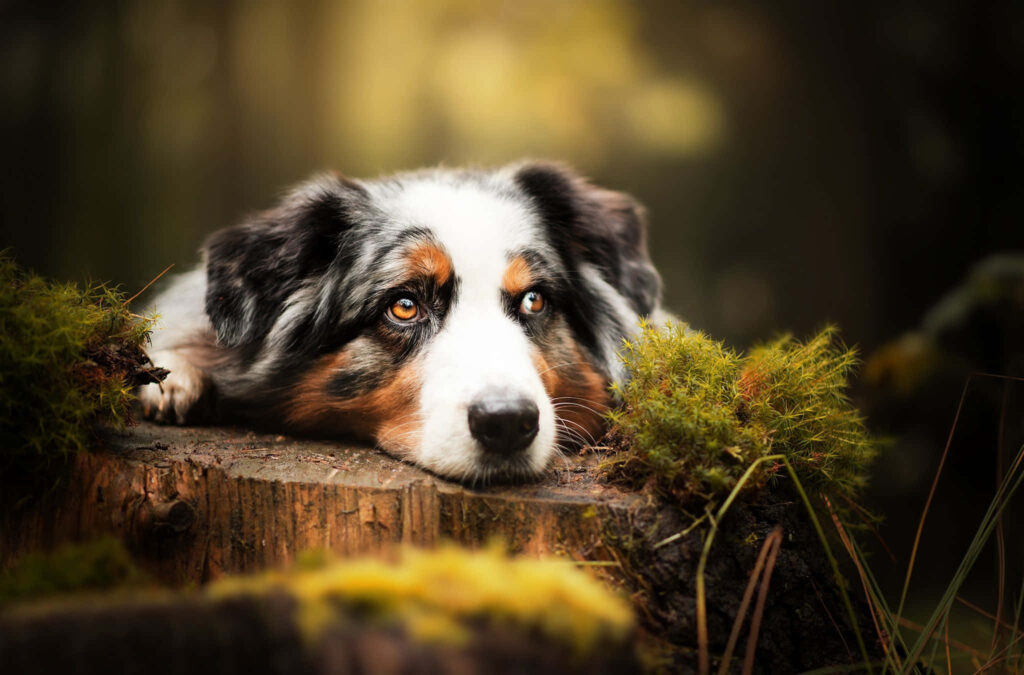 Tranquil Australian Shepherd on Mossy Log - Serene Nature Background Wallpaper