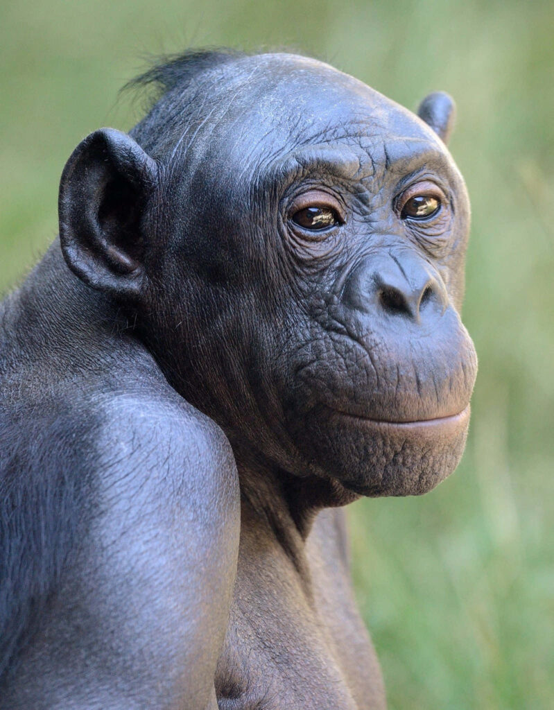 Close up of a bonobo face showing soulful eyes and detailed skin with natural green background Wallpaper