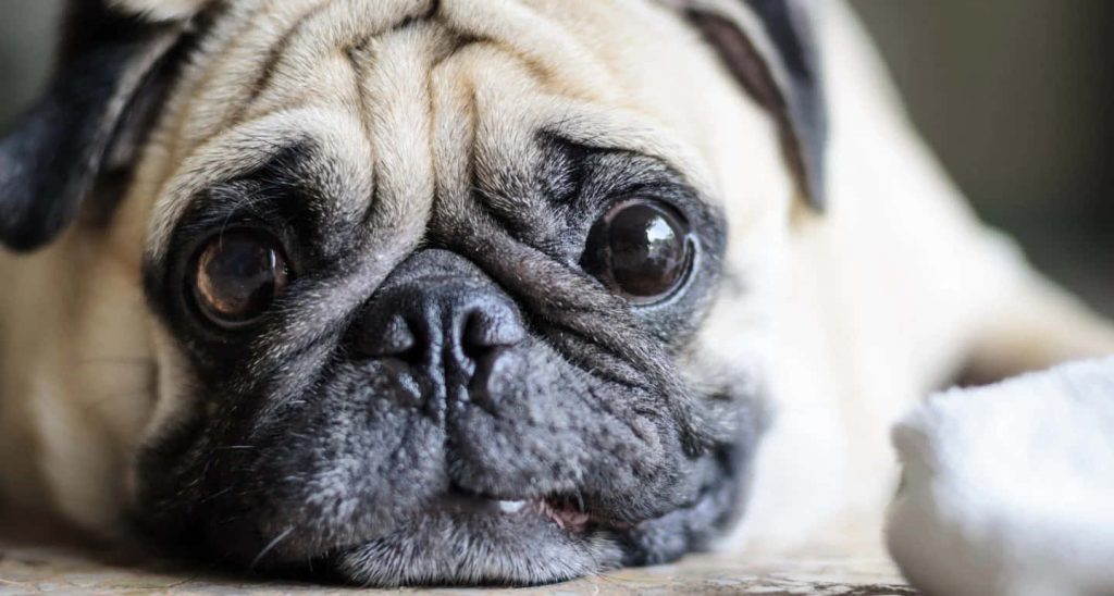 Sad Pug extreme close-up portrait with soulful eyes and wrinkled face high detail wallpaper