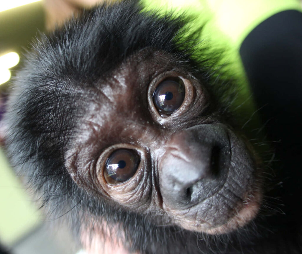 Close up young bonobo face with soulful brown eyes textured black fur high resolution wildlife wallpaper