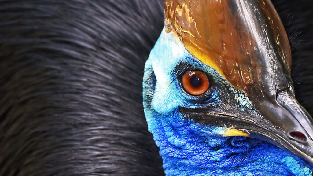 Stunning Southern Cassowary Eye: Vibrant Blue Skin & Textured Plumage Wallpaper