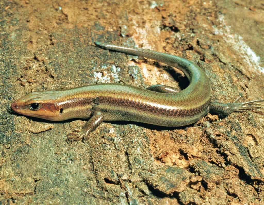 Southern Coal Ground Skink Wallpaper - Rustic Textured Background