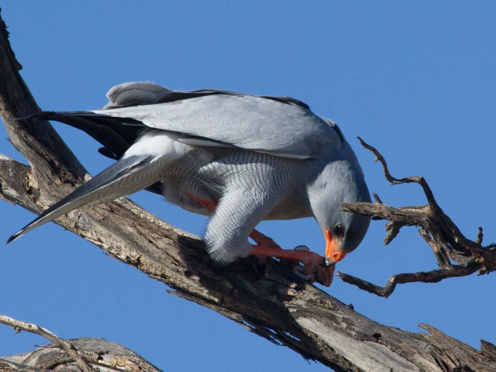 Southern Pale Chanting Goshawk perched on dry branch against clear blue sky wildlife wallpaper