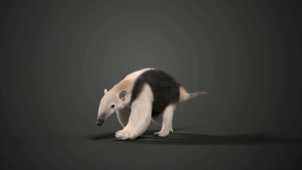 Southern Tamandua anteater profile with distinctive fur and elongated snout on dark background Wallpaper