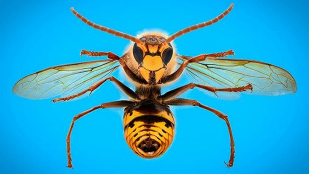 Southern Yellowjacket Queen Wasp wallpaper with vibrant blue background and detailed wings patterns