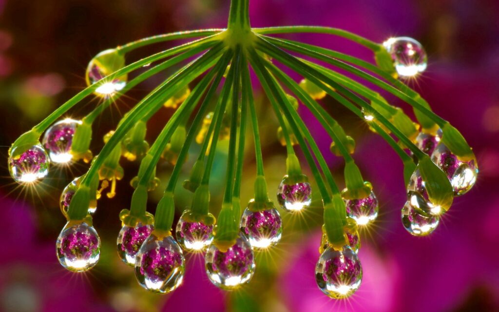 Vibrant Plant with Dew Drops - Stunning Wallpaper Background