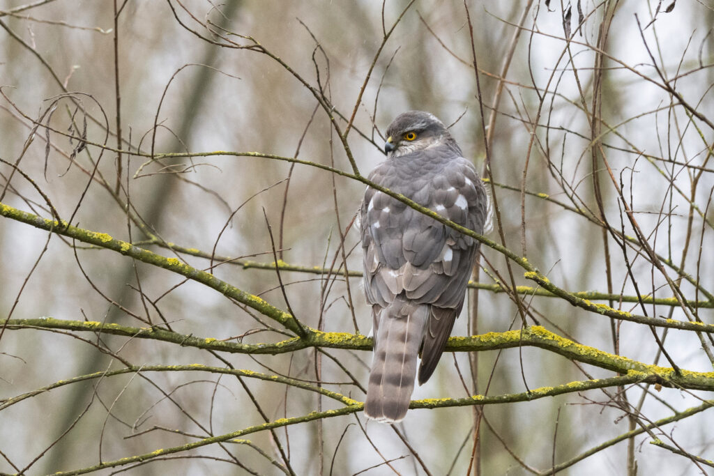 Sparrow Hawk on Tree Branches - Serene Nature Wallpaper