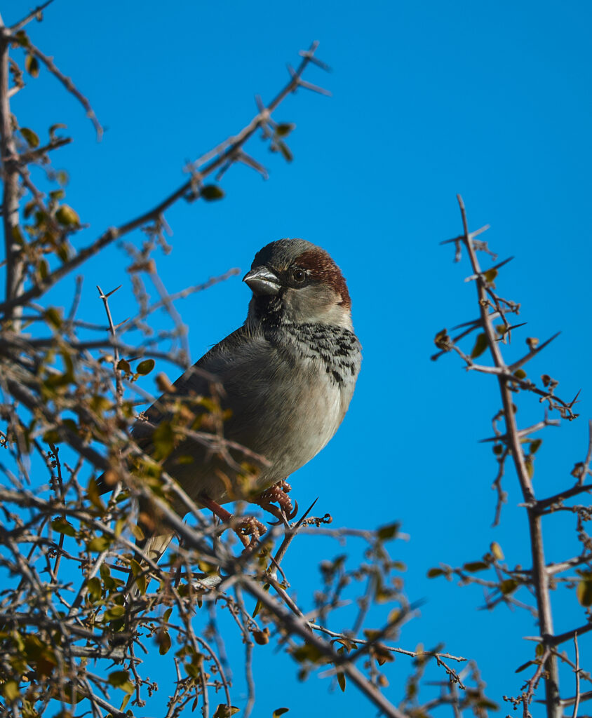 Vivid Sparrow Wallpaper: Serene Blue Sky and Intricate Branches