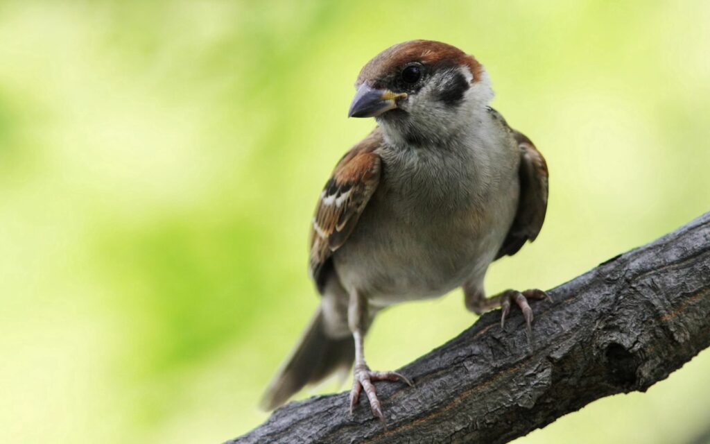 Sparrow on Tree Branch - Serene Nature Wallpaper Background