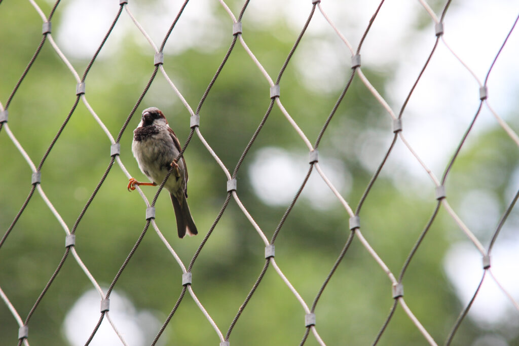 Sparrow on Wire Netting with Lush Greenery Background Wallpaper