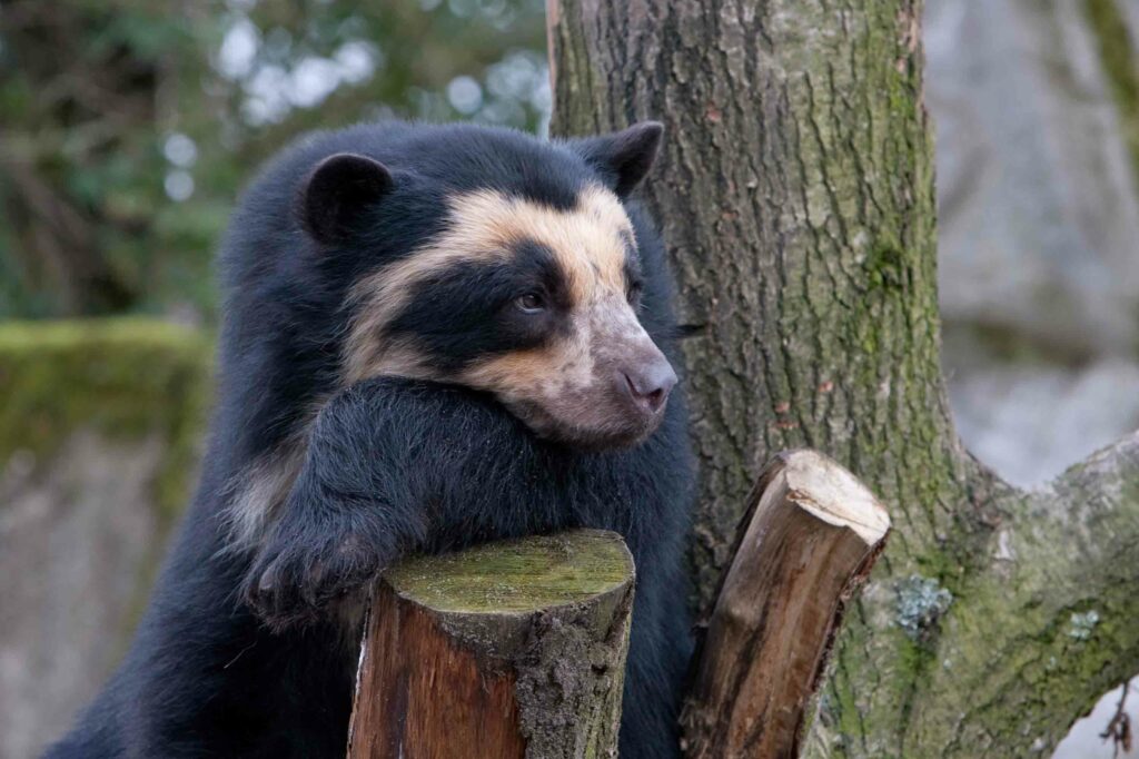 Spectacled Bear Wallpaper: Calm Moments in a Wooded Background