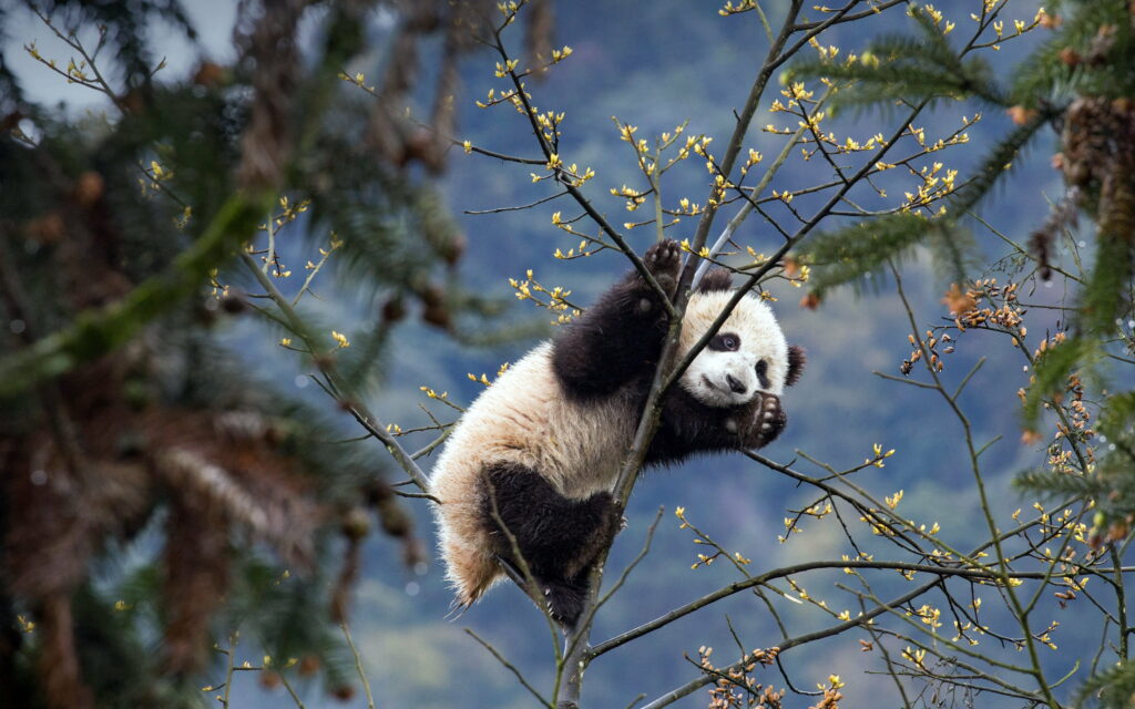 Captivating Beauty of China's Sichuan Bifengxia: Majestic Pandas in 2021 - Stunning 4K Wallpaper Snapshot
