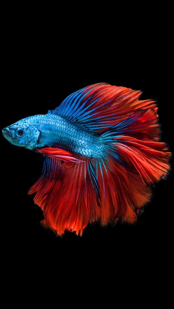 Dramatic Encounter: Captivating Red-Blue Betta Fighting Fish in Vibrant Live Photo on Black iPhone 6s Background Wallpaper