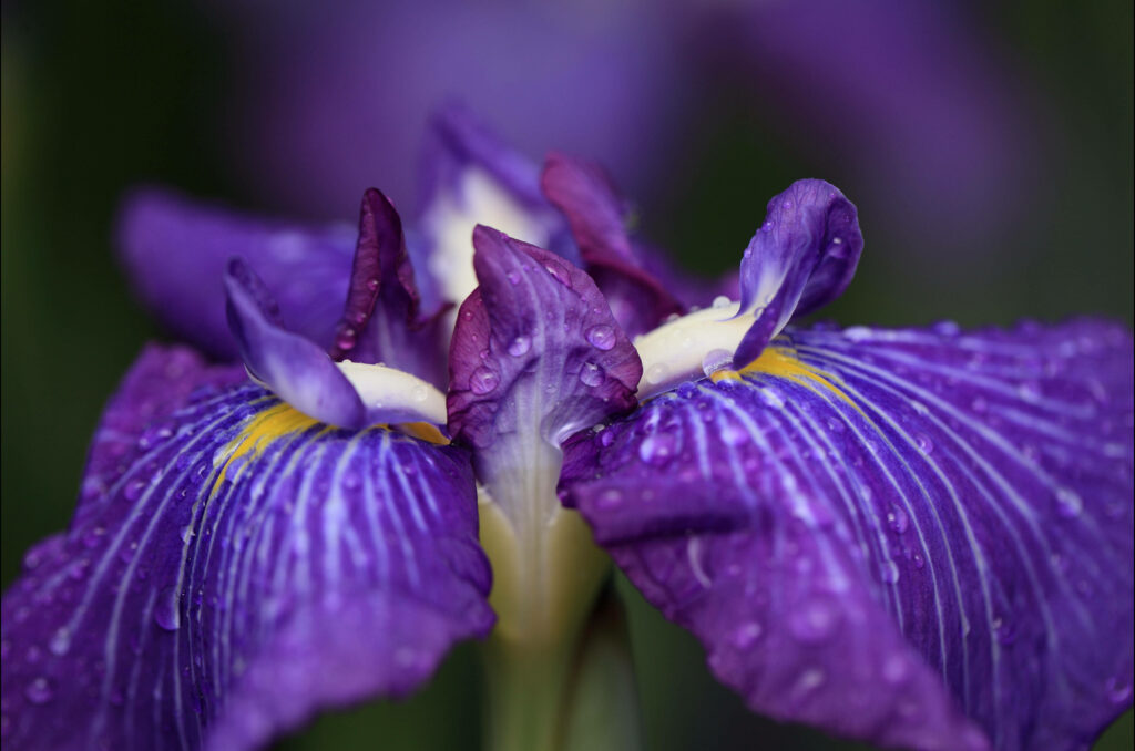 Majestic Iris Ensata: A Captivating Display of Purple Ruffled Petals and Delicate White Signals Wallpaper