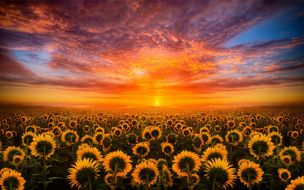 Golden Hour Heaven: Stunning Sunset Red Sky and Sunflowers HD Desktop Wallpaper for Your Mobile