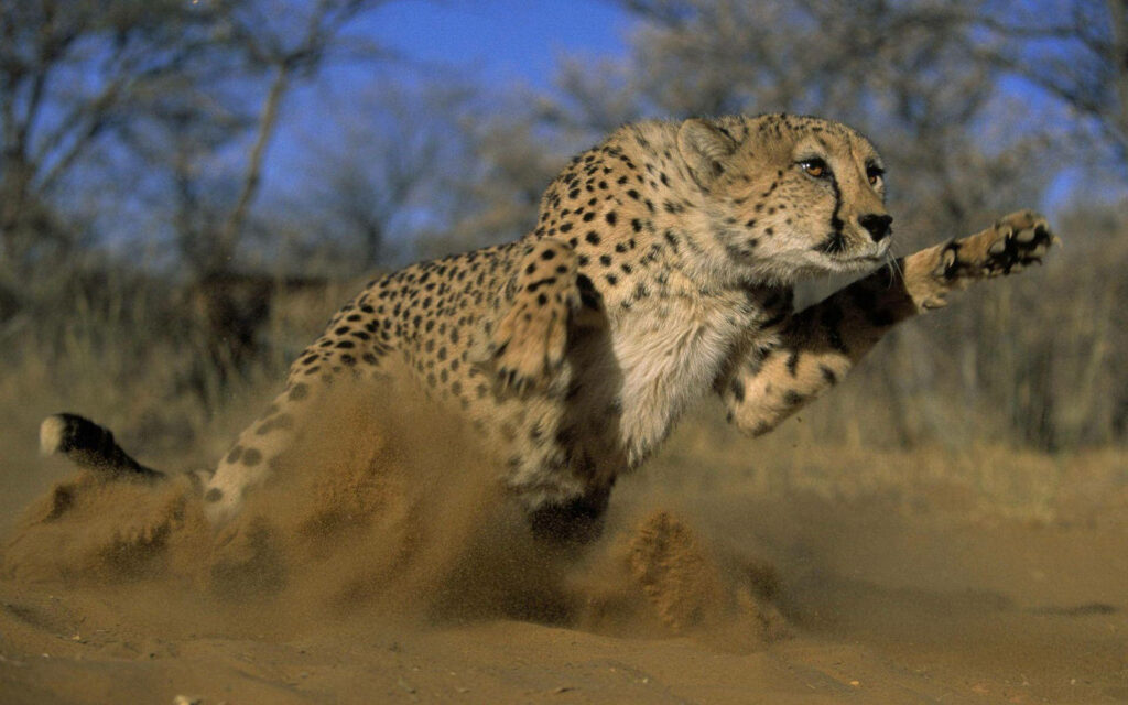 Cheetah sprinting fast across sunlit desert with flying sand and clear blue sky background Wallpaper