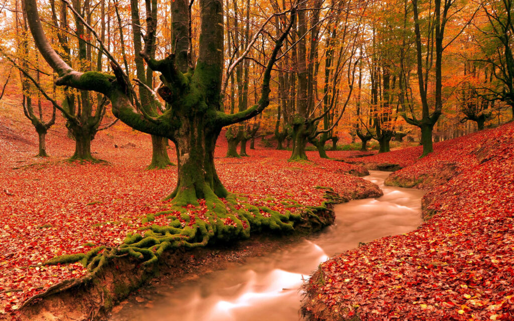 Tranquil autumn forest with red leaves mossy trees twisting roots and a gentle flowing stream Wallpaper