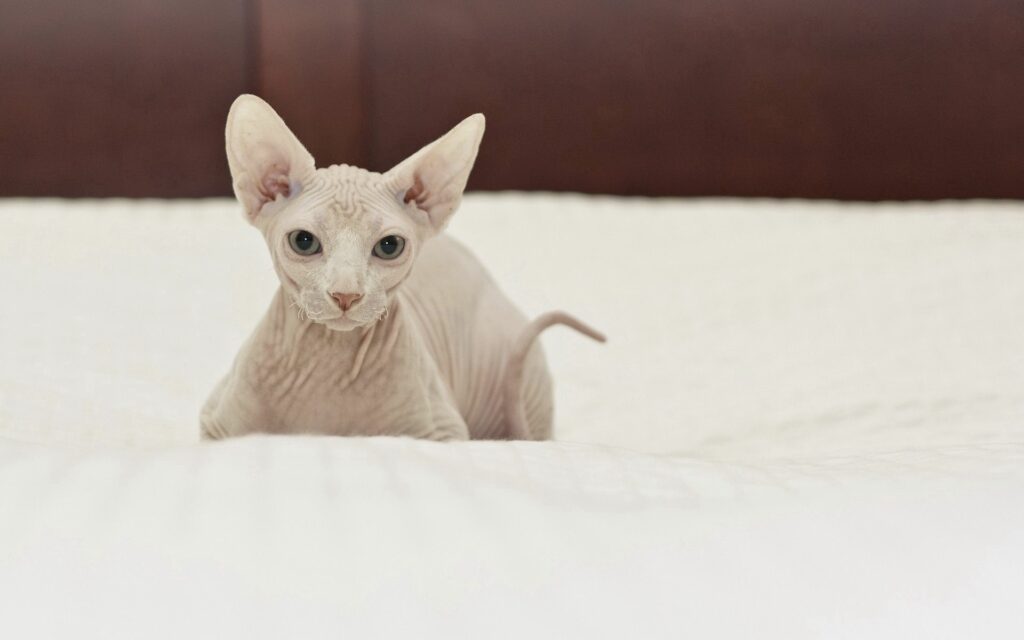 Sphynx Cat Relaxing on Soft White Background - Unique Elegance Wallpaper