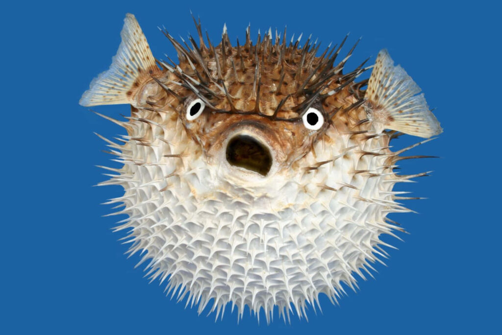 Spiky inflated blowfish against bold blue background showcasing its unique defensive features Wallpaper