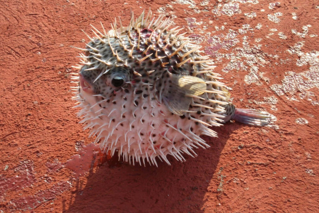 Spiky inflated blowfish with extended sharp spines on textured red background wallpaper
