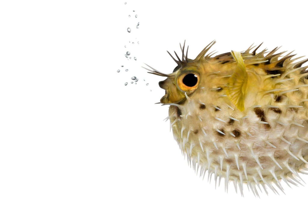 Spiky inflated blowfish with rising bubbles on white background vibrant underwater wallpaper
