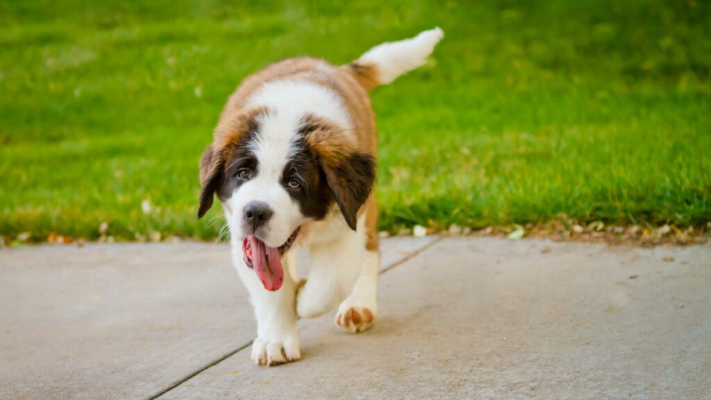 Playful Saint Bernard Puppy Enjoying a Stroll on Pavement, Tail Wagging and Tongue Out - Charming Desktop Background in 1080p HD Wallpaper