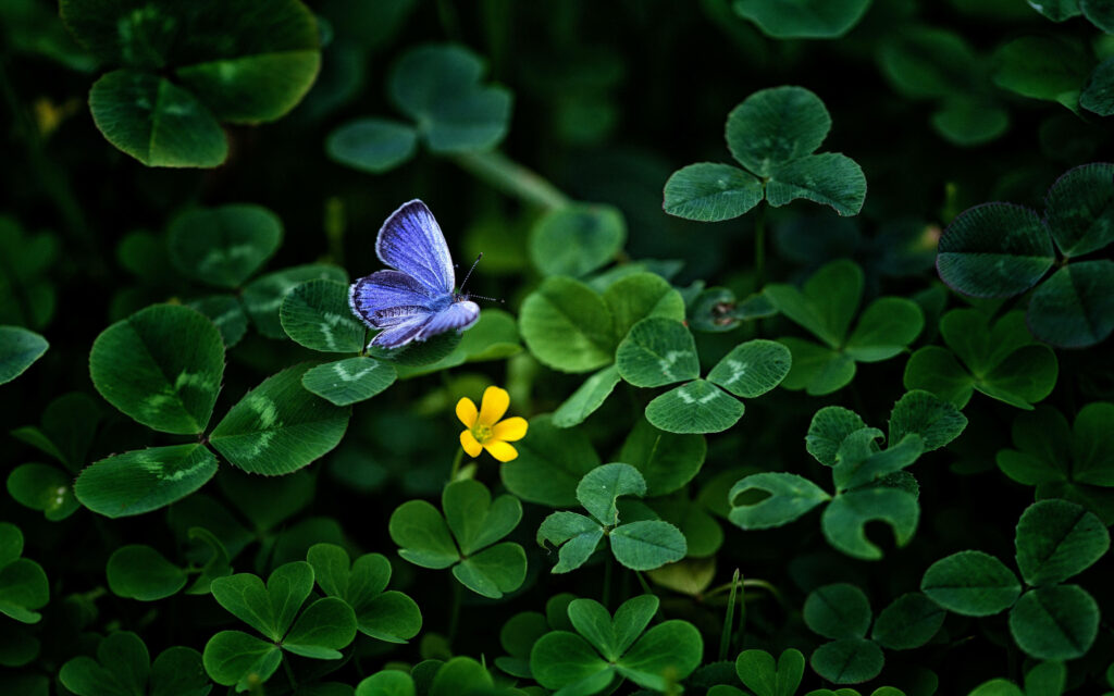Breathtaking Nature Photography: Solo Blue Butterfly Nearing Yellow Blossom Amidst Clover Greenery Wallpaper