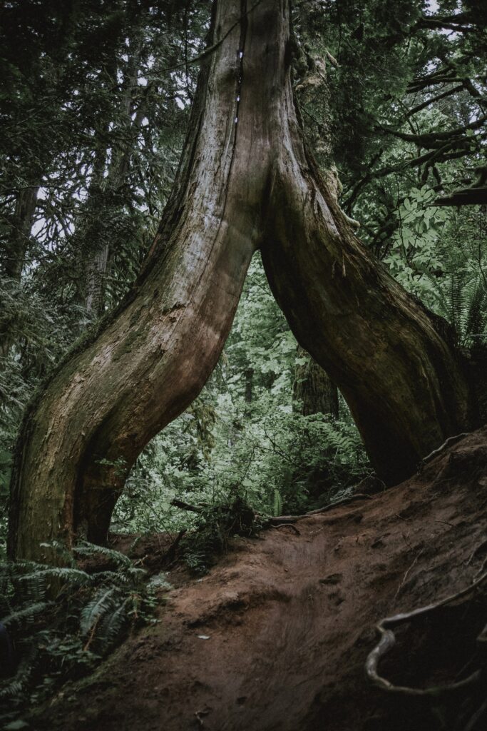 Unique split trunk tree with exposed roots in lush green forest with dense ferns wallpaper background