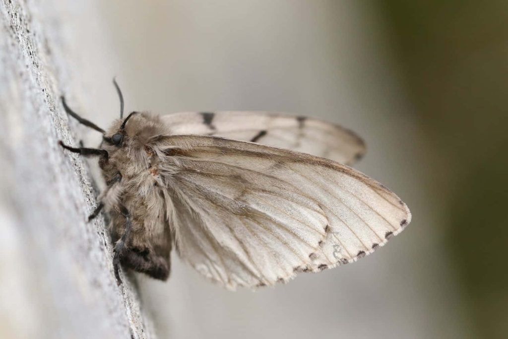 Macro shot of Spongy Moth on textured bark showcasing delicate pale wings and soft lighting Wallpaper