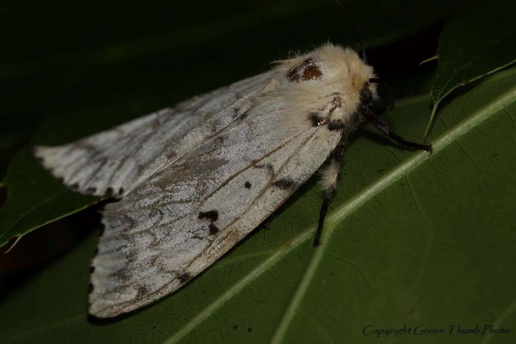 Macro close-up of Spongy Moth on green leaf detailed wings and fuzzy head nature wallpaper