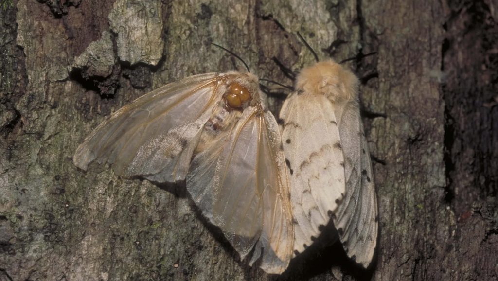 Two spongy moths on textured tree bark detailed macro nature wallpaper background