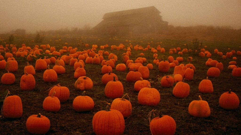 Pumpkin Patch Enchantment: Captivating Autumn Field of Spooky Plants in HD Wallpaper Background