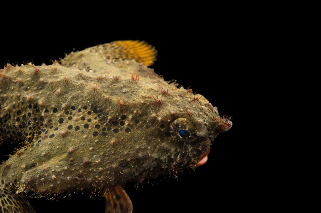 Detailed Spotted Batfish profile against black background showing textured skin and patterns Wallpaper