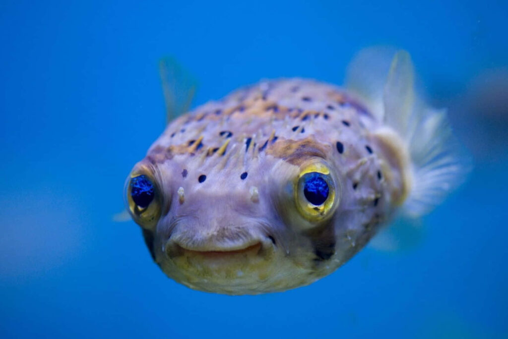 Close-up of spotted blowfish with patterned skin swimming against vibrant blue background wallpaper