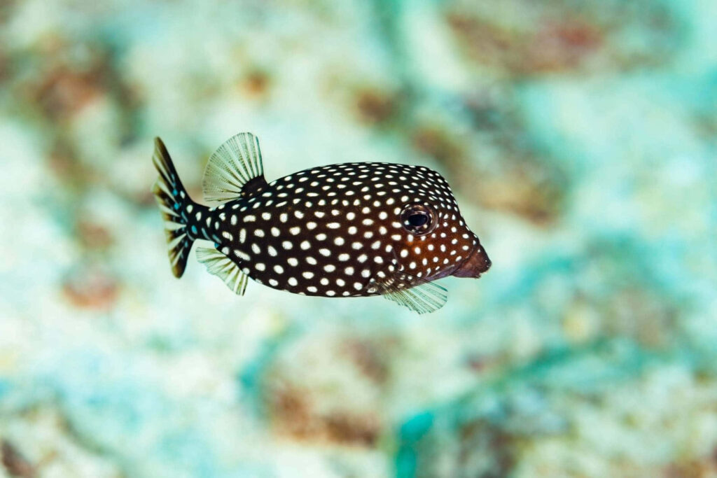 Black-spotted boxfish swimming over vibrant coral reef in clear underwater ocean scene wallpaper