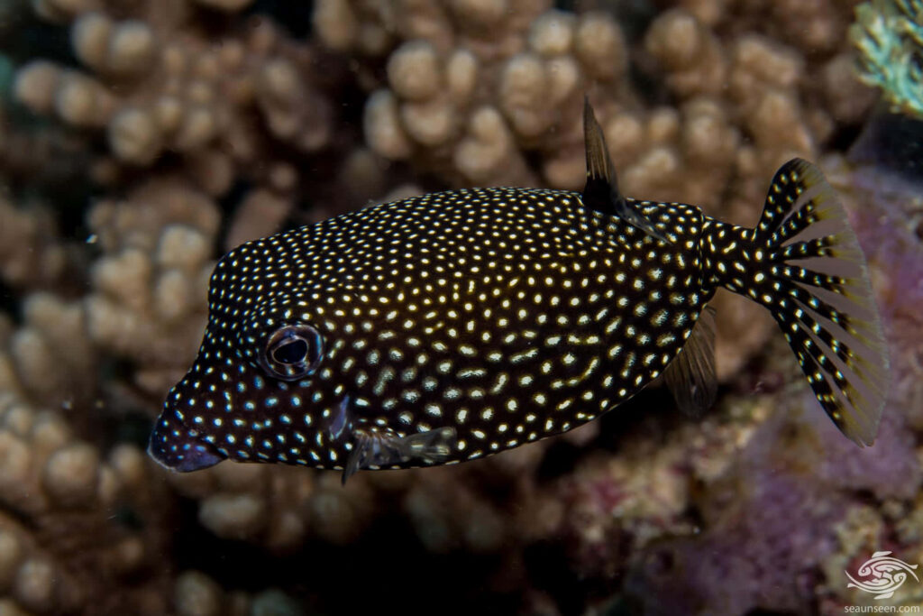 Spotted black boxfish swimming among colorful coral reef vibrant marine biodiversity wallpaper
