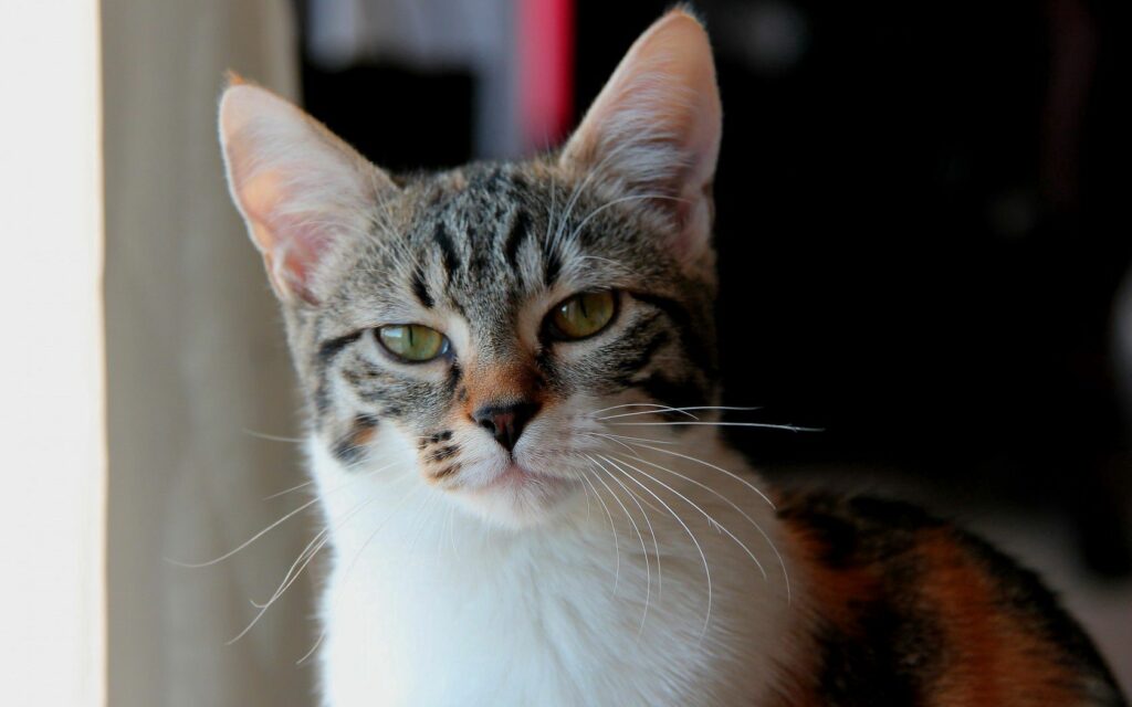 Curious Spotted Cat Wallpaper: Elegant Nature Background