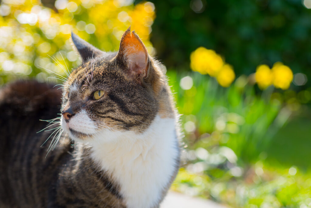 Close-Up of Spotted Cat with Vibrant Yellow Flower Background Wallpaper