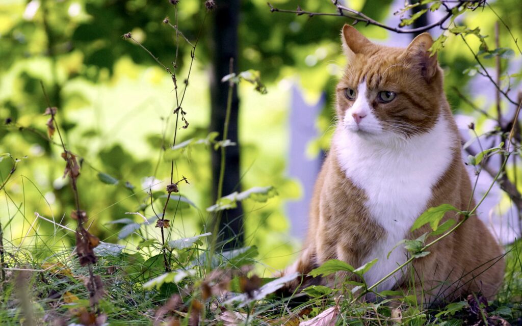 Focused Spotted Cat Wallpaper in Lush Green Grass - 2560x1600