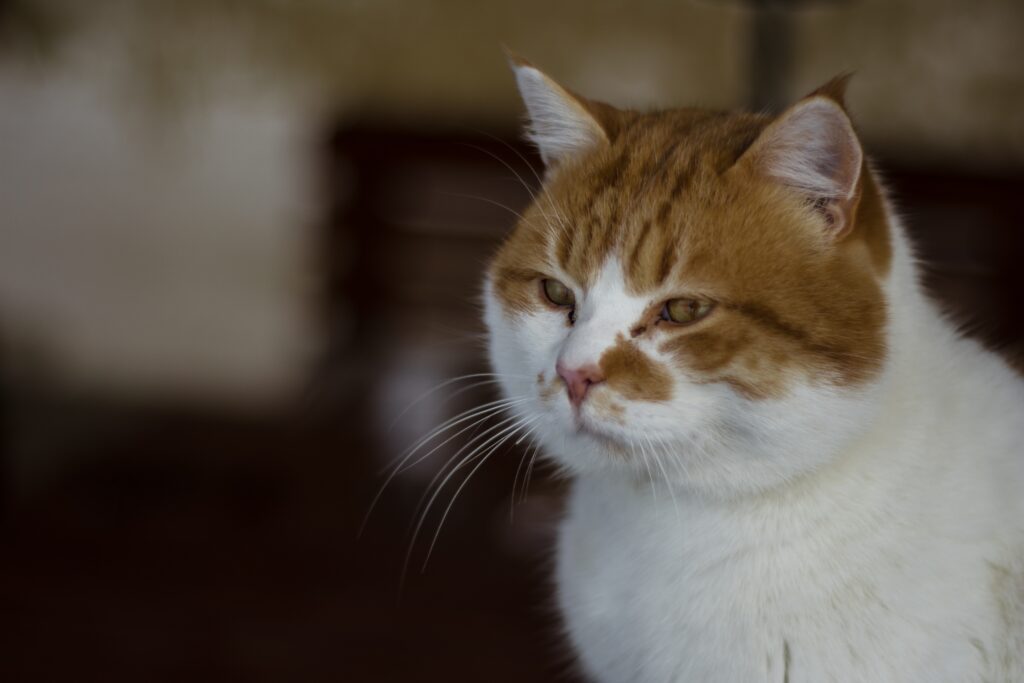 Close-Up of a Spotted Cat Muzzle: White and Orange Fur Wallpaper