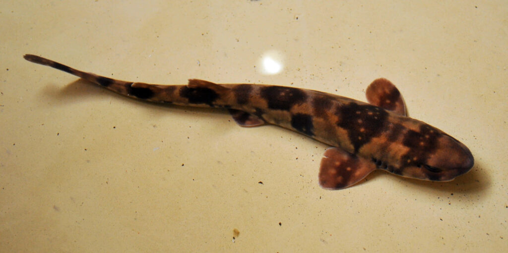 Spotted Cat Shark swimming over sandy seabed with distinctive brown black spotted patterns wallpaper