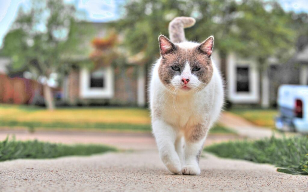 Spotted Cat Strolls Confidently Through Peaceful Suburban Street Wallpaper