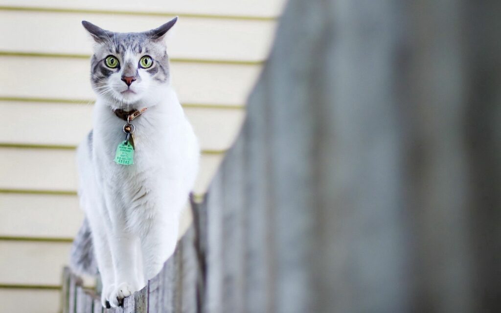 Graceful Spotted Cat with Collar Walking Along a Fence - Serene Background Wallpaper