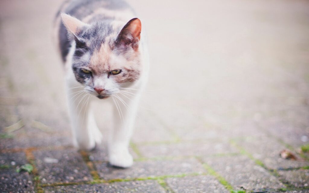 Spotted Cat Walking Gracefully on Paved Path - Serene Background Wallpaper