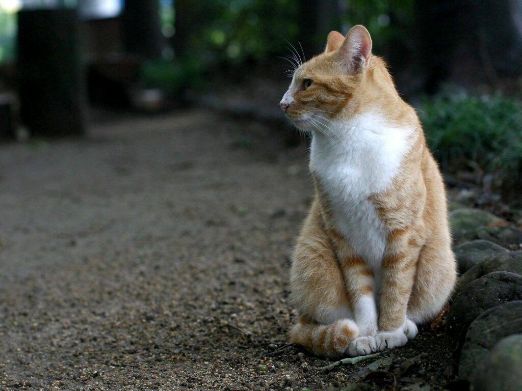 Serene Spotted Cat on Dirt Path - Nature Wallpaper Background