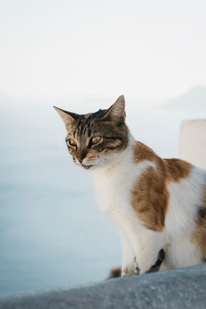 Spotted Cat Gazing Thoughtfully - Striking Fur Patterns Wallpaper