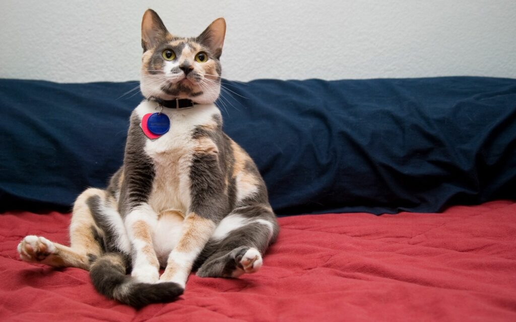 Spotted Cat in Comical Pose on Red Blanket – Charming Wallpaper
