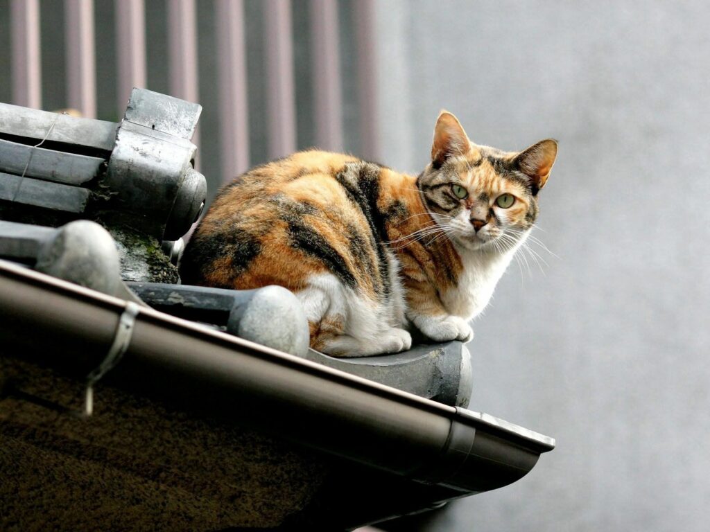 Spotted Cat on Rooftop: Curiosity and Independence Captured Wallpaper