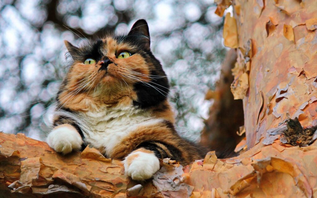 Spotted Cat Relaxing on Tree Bark: Vibrant Fur and Nature's Beauty Wallpaper